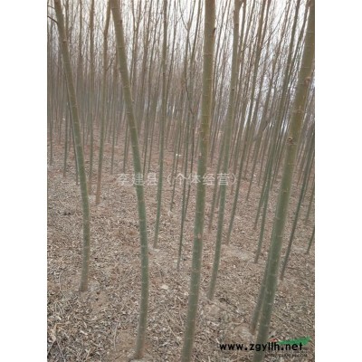 柳樹  速成柳  3-7公分   5-6米   1-20萬顆