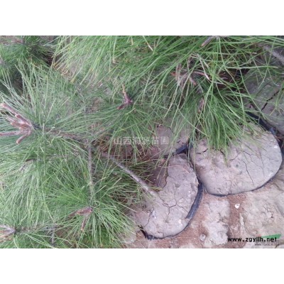 山西西府海棠苗西府海棠苗價格山西西府海棠小苗價格