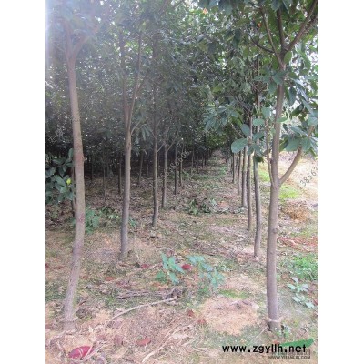 合肥地區(qū)供應(yīng)高桿紅葉石楠喬木