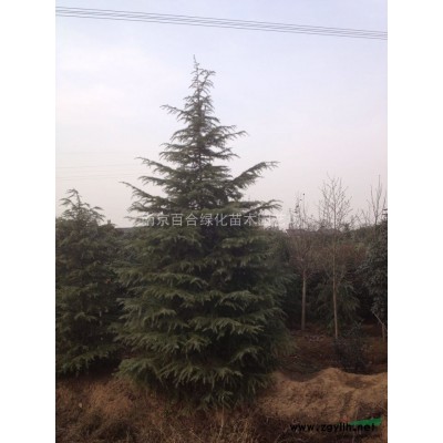 2014年大葉女貞*新價格！苗圃自銷、質(zhì)量保證