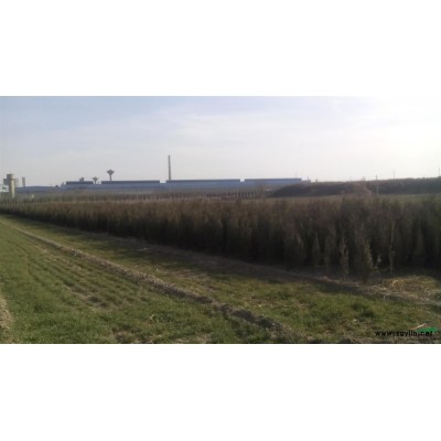 山西運(yùn)城地區(qū)大量提供150CM左右的側(cè)柏