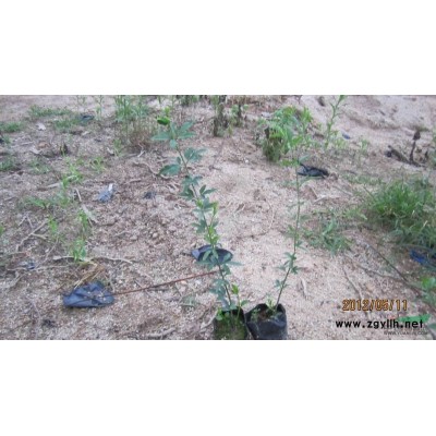 福建翁錦團苗木基地大量供應自然型和球形的紅花繼木