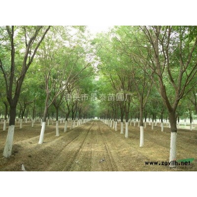 河北省滄州地區大量供應國槐，欒樹，白臘