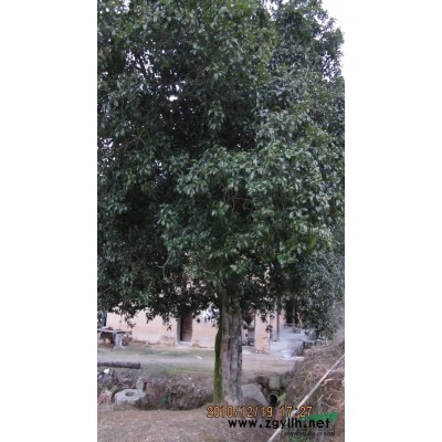 湖北桂花小苗供應/湖北桂花小苗價格