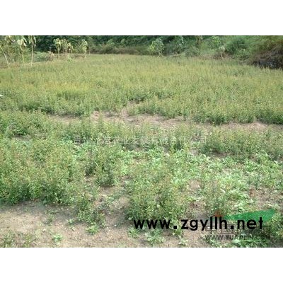 質量保證西南地區適應性竹柏苗