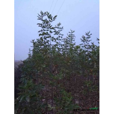 供應(yīng)白蠟、速生白蠟、國槐、速生國槐、北欒、竹柳、金絲柳