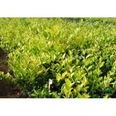 金絲柳 饅頭柳  四季桂 欒樹