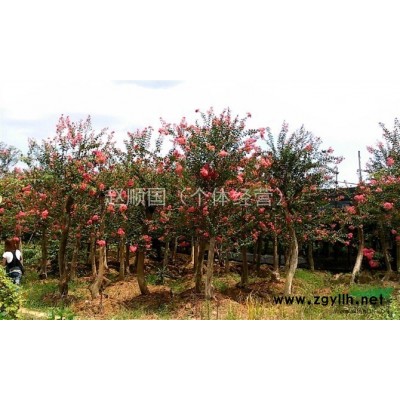 沙糖桔小苗/廣西沙糖桔小苗