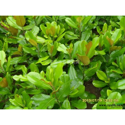 供應廣玉蘭、、白玉蘭