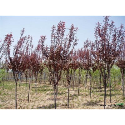 長期大量供應紅葉李苗木