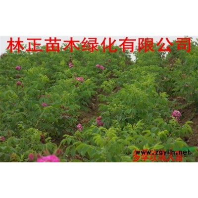 黃刺玫、多季刺玫、冷香玫瑰