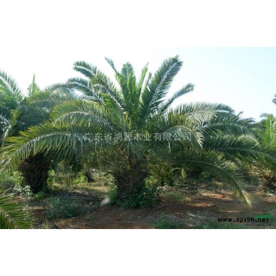 長期供應大肚木棉，佛肚樹