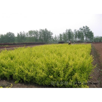 金葉女貞，金名女貞苗，金葉女貞球