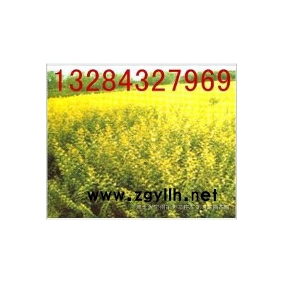 金葉女貞，金葉連翹 紅王子錦帶