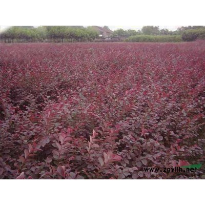 紫葉桃報價/浙江紫葉桃報價