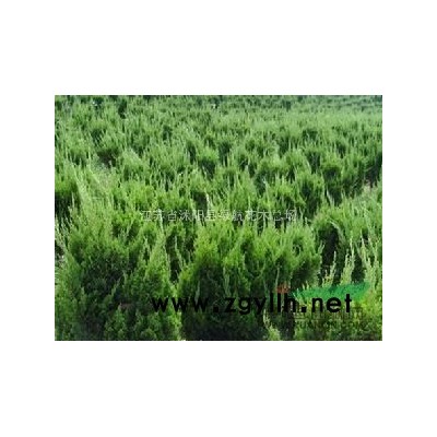 農戶直售：法桐，國槐，櫻花，紫葉李，大葉女貞，欒樹，銀杏垂柳