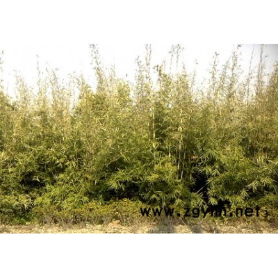 杜鵑、紅黃帽月季