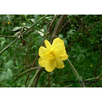 小葉女貞/紅葉女貞/金葉女貞各1000萬(wàn)