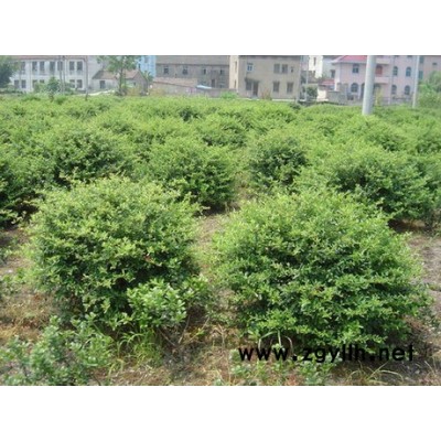 繡線菊、黃馨、山麻桿、木芙蓉