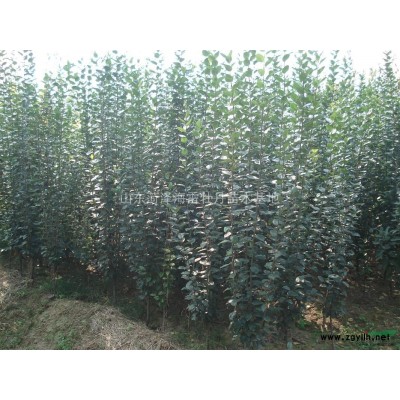 專供大規格：國槐，白蠟，法桐，垂柳，海棠，紫葉李，女貞