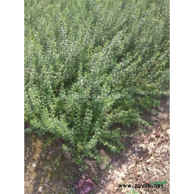 浙江地區供應3公分紅葉李