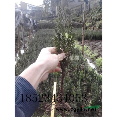 貴州曼地亞紅豆杉小苗，貴陽曼地亞紅豆杉苗批發(fā)供應(yīng)