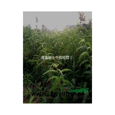 法桐苗 國槐苗 皂角苗 油松苗 紅葉李