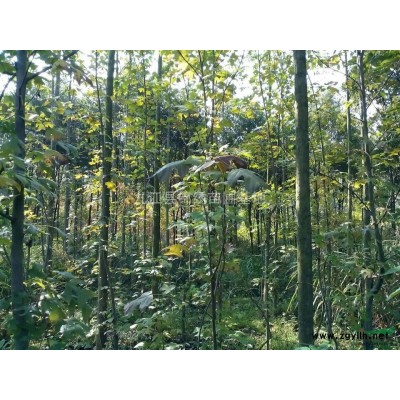 8-10公分櫻花處理了