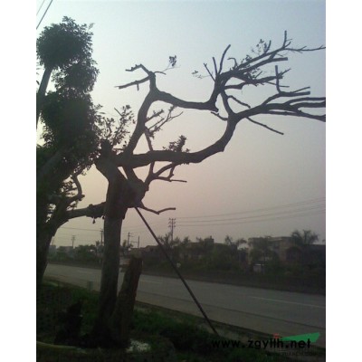 長期供應綠化古樹及果樹