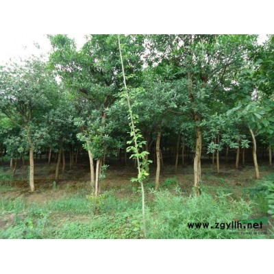 紫薇1行情報價\紫薇1圖片展示