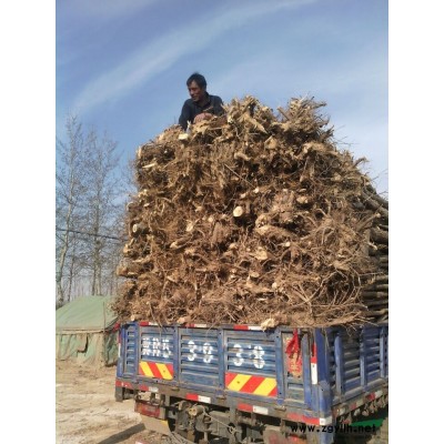 滄州榆樹@滄州榆樹#滄州榆樹批發榆樹