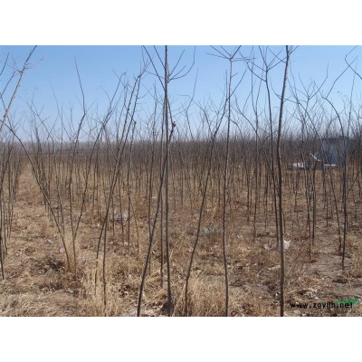 5公分國槐樹苗價格，6萬棵批量低價促銷