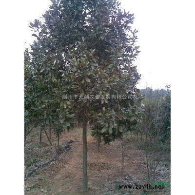 供應大量各規格香樟/湖北香樟/荊州香樟/規格香樟