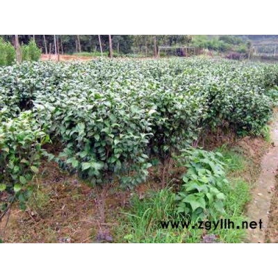 湖南特色地被：紅繼木，毛杜鵑，梔子花，灑金柏！