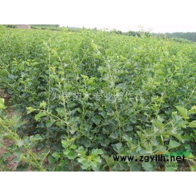 陽光苗圃銷售紅楓