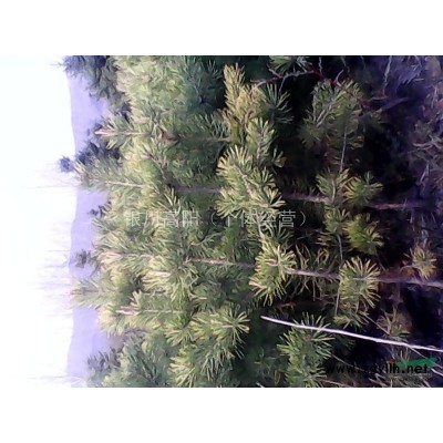 大量出售樟子松、油松、云杉規格*