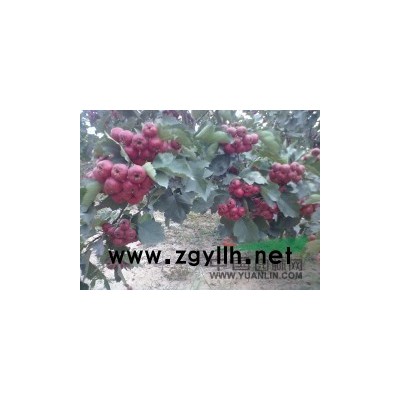 國槐小苗，國槐苗，2cm國槐，國槐價格，國槐苗批發