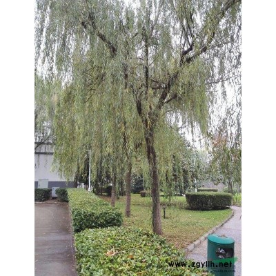 西安地區(qū)供應(yīng)15青垂