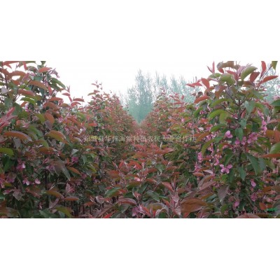 北美海棠系列多個品種，規格2一6公分