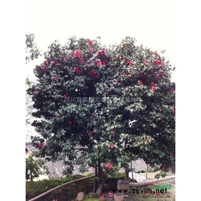 茶花，四川茶花供應，茶花價格，茶花供應，小茶花圖片