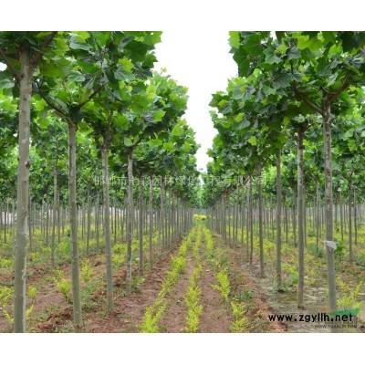 供應50公分高營養缽栽培金葉榆