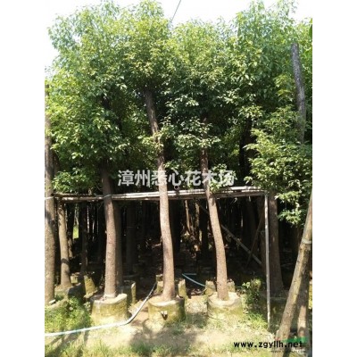 供應(yīng)盆架子10-40公分