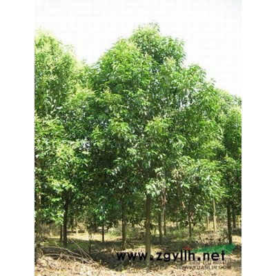 大量低價(jià)供應(yīng)4-8cm枇杷