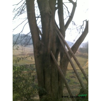 供應31公分紅梅