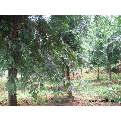 白玉蘭、桂花樹、紅豆杉