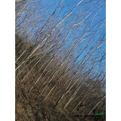 沈陽周邊出售火炬樹