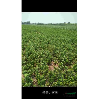 河北邯鄲供應(yīng) 冬青 側(cè)柏