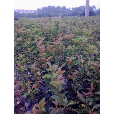 紅榕苗、發(fā)財(cái)樹苗、紅榕種子