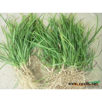 湖北地區供應女貞