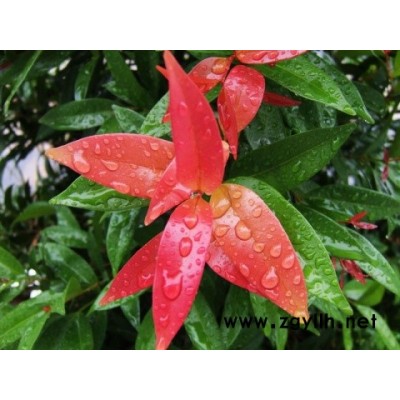 大量綠化苗木供應(yīng)